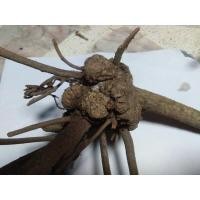 ราคา กาฝากต้นกาหลงดอกสีขาว (7879456793)