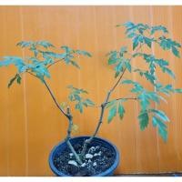 ราคา บอนไซ หมากเมเปิ้ล ขนาด กระถาง 5นิ้ว (23526722009)