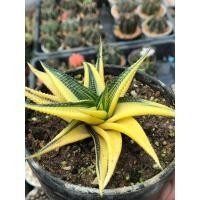 ราคา ม้าเวียนด่าง ฮาโวเทีย(Haworthia)ไม้อวบน้ำด่างเหลือง”ต้นตามภาพเลย” (23267376646)