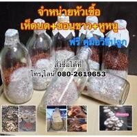 ราคา จำหน่ายหัวเชื้อเห็ดบด ขอนขาว หูหนู (18207109845)