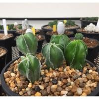 ราคา แคคตัส Astrophytum myriostigma ยกพอต 5 ต้น (4955061195)