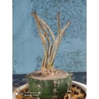ราคา คาปุด- เมดูซ่า astrophytum caput-medusae (8103342554)