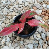 ราคา ต้นสยามออโรร่า ต้นแสงเงินแสงทอง ไม้มงคล (7596217021)