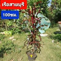 ราคา โกสน เรือสายบุรี สูง 100ซม. กระถาง 8นิ้ว ต้นโกสน (9997395035)