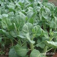 ราคา ผลิตภัณฑ์ใหม่ เมล็ดพันธุ์ 2022เมล็ดพันธุ์คะน้าฮ่องกงจัมโบ้ DFHQ คละ สวนครัว/มะเขือ VZKB (21266767559)