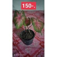 ราคา บอนสีช้างใบบัว กวนอิม (6599323988)