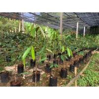 ราคา กิ่งพันธุ์ทุเรียนหมอนทองแท้รวมส่ง (9668219154)