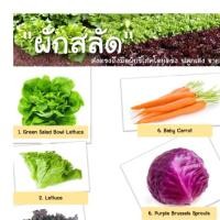 ราคา ขายผักสลัด....สดใหม่ (832745209)