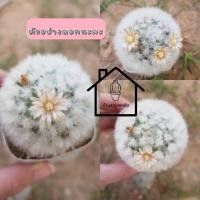 ราคา แมมขนแกะ Mammillaria Bocasana (8748155392)