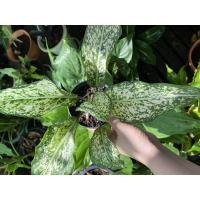 ราคา ต้นเพชรน้ำหนึ่ง กระถาง 4" (12840455023)