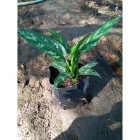 ราคา ต้นมหาเศรษฐีต้นไม้มงคลเสริมบารมี (11504140032)