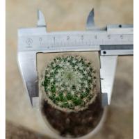 ราคา Mammillaria Lenta แมมเลนต้ากราฟตอ (4266409529)