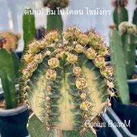 ราคา ยิมโนคาไลเซียม กราฟ โคลน ไข่มังกรแคคตัส ยิมโนกราฟ (10716777313)