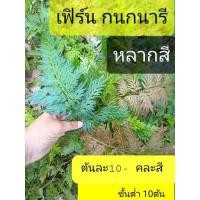ราคา เฟิร์นกนกนารี ไม้ใบหลากสี (10811206284)