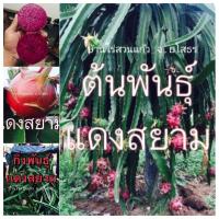 ราคา กิ่งพันธุ์แก้วมังกรแดงสยาม.แก้วมังกรสีแดง.มีราก.กิ่งสดขนาด1ฟุต (6670688082)