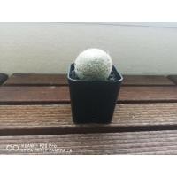 ราคา Cactus Mammillaria lenta (5150730319)