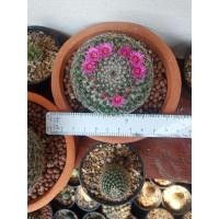 ราคา แมมแม่เฒ่า MhahnianaWerdermammillaria . (2917003510)