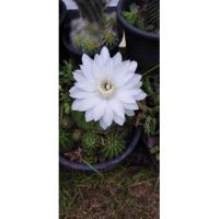 ราคา หน่อเด็ดสด อิชินอฟซิส อิชินอปซิส Echinopsis ดอกสีขาว แคคตัส cactus กระบองเพชร (16357850766)