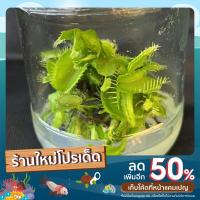 ราคา กาบหอยแครง : Dionaea muscipula☘️ (15082703572)