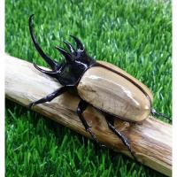 ราคา โมเดล ด้วงกว่าง 5 เขา (5354449075)