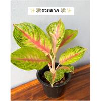 ราคา ต้นรวยลาภหรือโคตรเศรษฐี 8นิ้ว แพ็คส่งทั้งกระถาง แถมฟรีปุ๋ยละลายช้าออสโมโค้ด (21582463320)