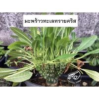 ราคา มะพร้าวะเลทรายคริส crested ดอร์ส ดอส ดอสทีเนีย มะพร้าวทะเลทราย cristata คริสตาต้า Dorstenia เมล็ดมะพร้าว ทะเลทราย แคคตัส (20801142204)