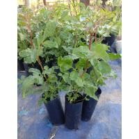 ราคา ต้นมะตูมแขกหรือมะตูมชาอุชุดละ100฿ ใน1ชุดมี4ต้น (6542828972)