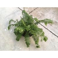 ราคา เฟิร์นสไบนางกระถาง15นิ้ว (5414153862)