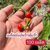 ราคา เมล็ดพันธุ์พริกตุ้มจิ๋ว (23004114547)