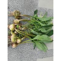 ราคา ว่านรวยล้นฟ้า หัวละ 20 บาท (10637534587)