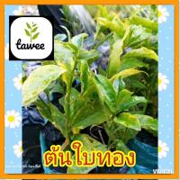 ราคา ต้นไม้​มงคล​ ต้น​ใบทอง​ ต้น​สาม​กษัตริย์​ ต้น​ใบ​เงิน​ ต้นนาค​ ถุง​ช​ำ​4​นิ้ว​ (20774864409)