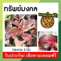 ราคา ต้นทรัพย์มงคล หรือลายน้ำทอง Sapmongkon พร้อมกระถาง 6 นิ้ว อโกลนีมา ไม้มงคล ไม้ฟอกอากาศ ประดับตกแต่งบ้าน ใบสีแดงสวย (12863445984)