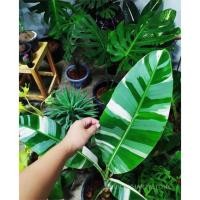 ราคา กล้วยฟลอริด้าด่าง นิยมปลูกสะสมเพื่อประดับและความสวยงาม (6135633469)