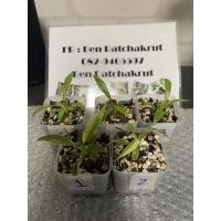 ราคา ฟิโลเดนดรอนใบเลื่อยด่าง (13219940588)