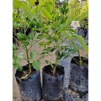 ราคา ต้นดอกปีบยูนนานหรือดอกปีบไหหนาน/เพาะถูงดำ (3645259341)