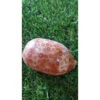 ราคา เปลือกหอยสะสมหอยเบี้ยไข่ (7508170322)