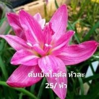 ราคา บัวดินดับเบิ้ลโลตัสสีชมพูดอกซ้อน (19766544695)