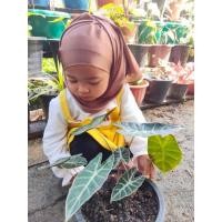 ราคา บอนดำสตูล,บอนดำ, Alocasia,บอนสตูล,ไม้ประดับ, ฟอร์มน่ารักเหมือนพรีเซนเตอร์ (8282041796)
