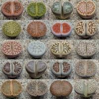 ราคา Lithops ไลทอปคละสายพันธุ์ ขนาด 2.5-3 เซนติเมตร ไซส์ใหญ่ๆ (8401787232)