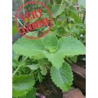 ราคา Saleต้นหูเสือ(ใบเขียว) หอมด่วนหูเสือ หอมด่วนหลวง เนียมหูเสือ (4343048154)