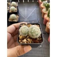 ราคา แคสตัส แมมขนนก กระบองเพชร (4955181492)