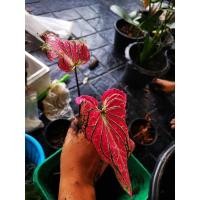 ราคา ต้นฮกหลงสวยๆพร้อมหัว (11550682194)