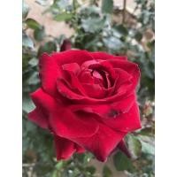 ราคา เรดบัคคาร่ากุหลาบสีแดงเข้มไร้หนามเลี้ยงง่ายบานทนกุหลาบตัดดอก (12676787014)