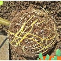 ราคา ลูกบอลตอนกิ่ง100ลูก ตุ้มตอนกิ่ง ตุ้มตอนพลาสติกใส ขยายพันธุ์พืช ตอนต้นไม้ ใช้ซ้ำได้ (18011376140)