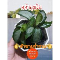 ราคา ต้นคล้าถุงเงินหรือคล้าเงินคล้าทอง+กระถาง4"ไม้มงคลเรียกทรัพย์ค้าขายร่ำรวย+รับเงินรับทองเข้าบ้าน (12649279723)