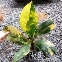 ราคา ต้นเศรษฐีวิลสันด่างเหลือง สีจัด คัดลายพิเศษ ต้นไม้มงคล สายมูห้ามพลาด (12730502237)