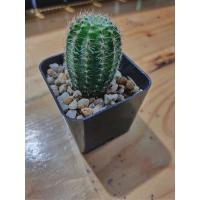ราคา อิชินอป อิชินอปซิสดอกชมพู echinopsis (13413468393)