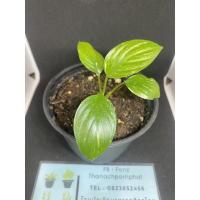 ราคา เสน่ห์จันทร์ประกายดาว (13434639033)