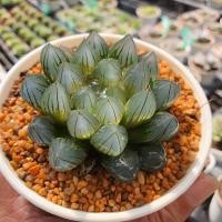ราคา Haworthia Yamada Black Obtusa Succulents 2U กุหลาบหินนำเข้า ไม้อวบน้ำ (4054151117)
