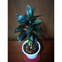 ราคา ต้นเทียนมหาลาภ#ต้นไม้มงคล (12419916896)